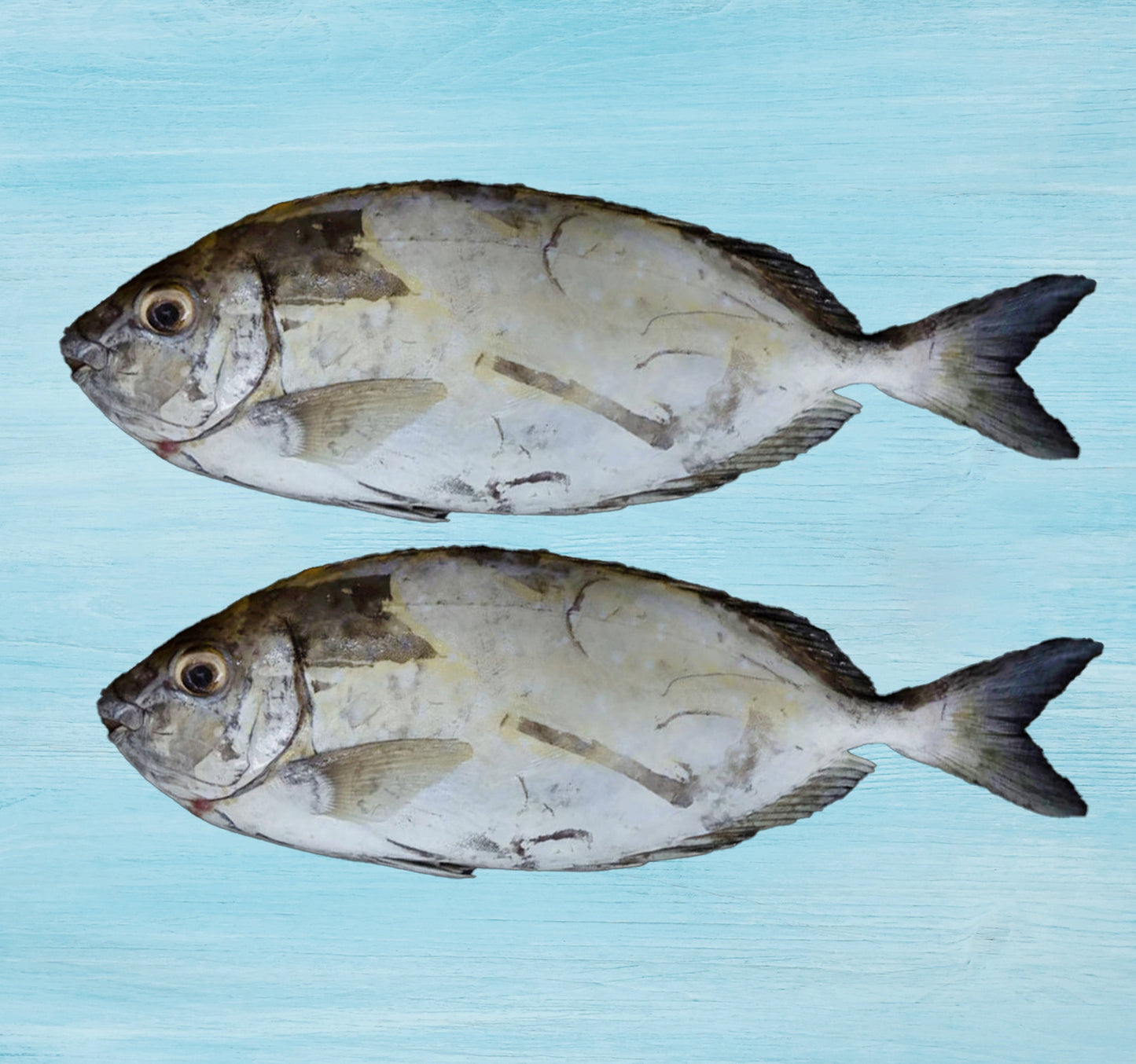 Fresh Safi Fish Medium Whole Cleaned 1 kg
