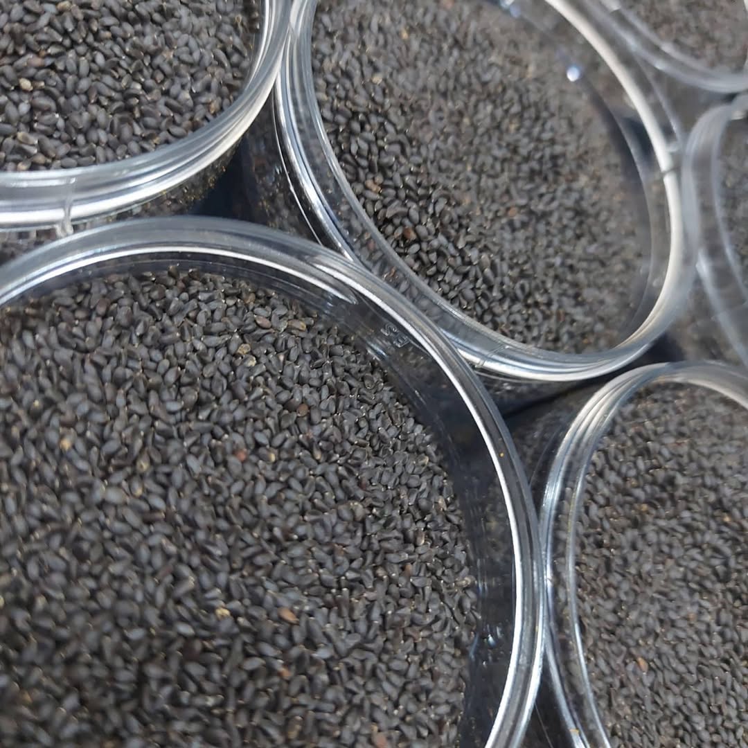 Khawaja Ibrahim seeds (Basil seeds) Shefs