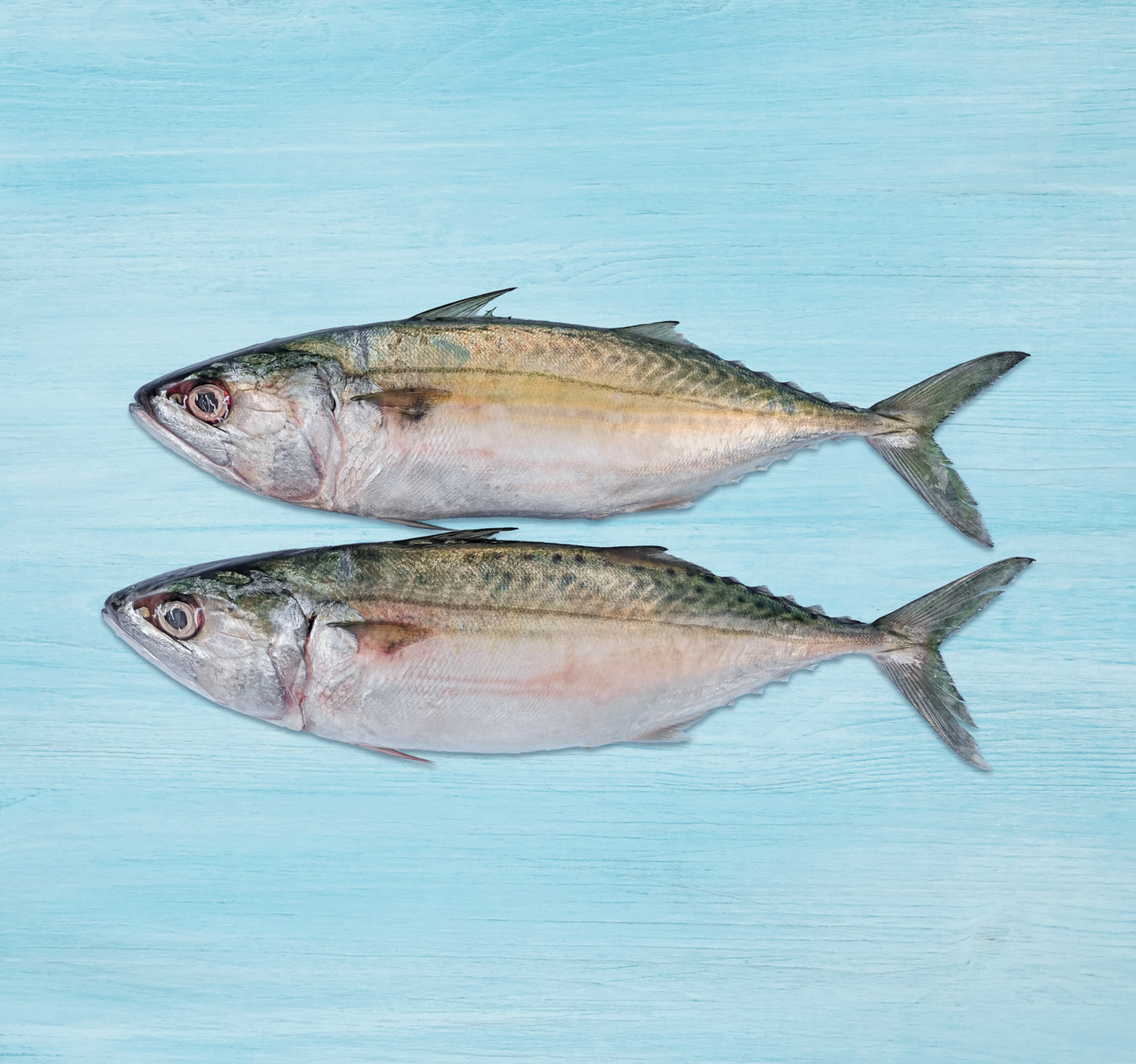 Fresh Big Mackerel Whole Cleaned 1 kg