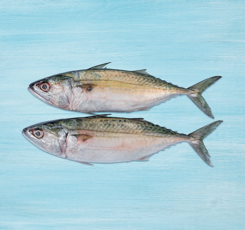 Fresh Big Mackerel Whole Cleaned 1 kg