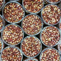 Hot Ground Red Pepper Shefs