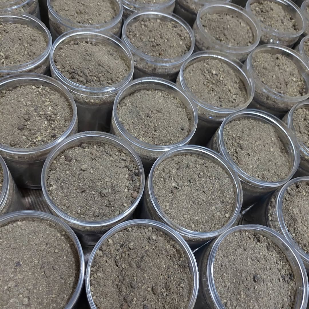 Ground black pepper Shefs