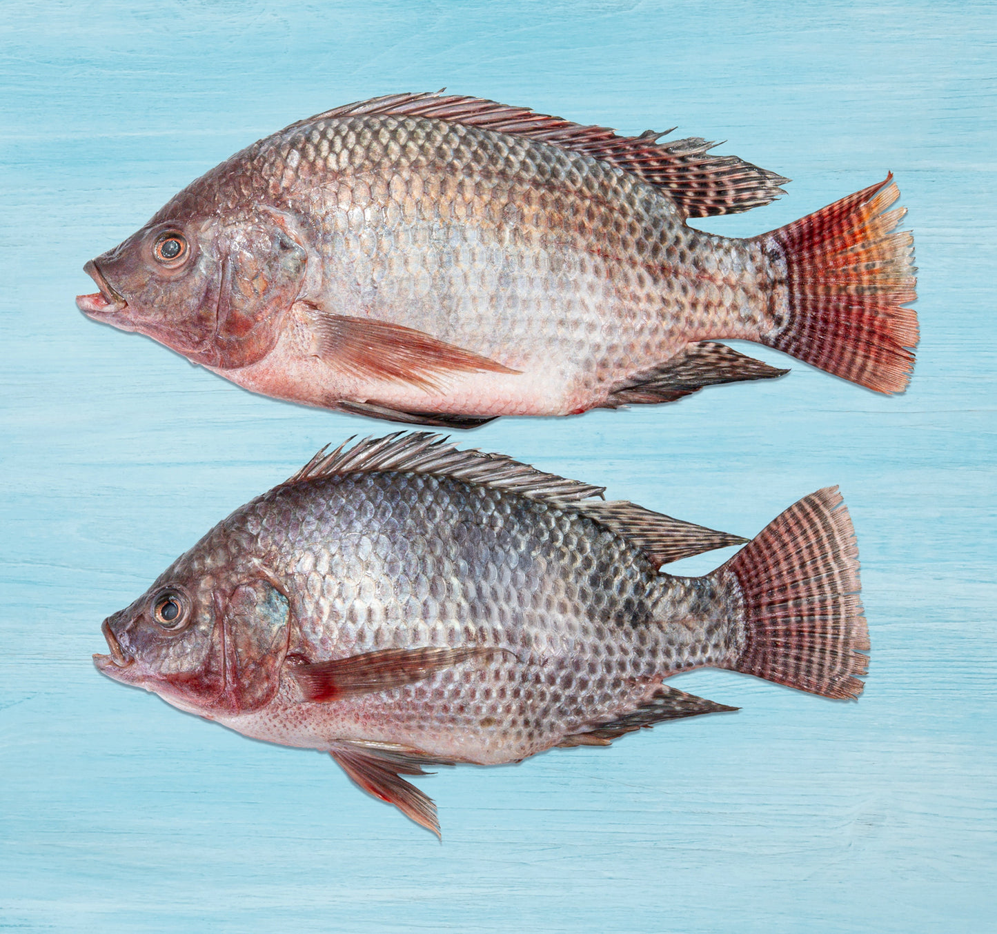 Fresh Tilapia Fish Whole Cleaned 1 kg