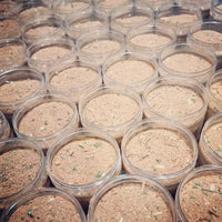 Coriander, garlic, onion and spices mixture Shefs