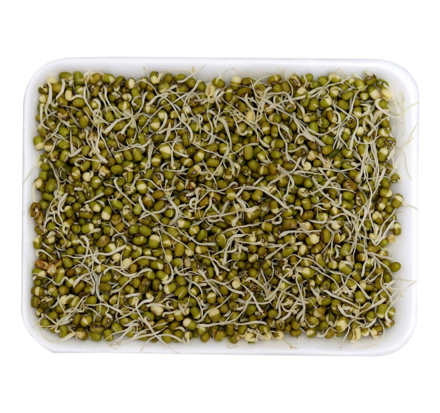Beans Sprout 1 pkt