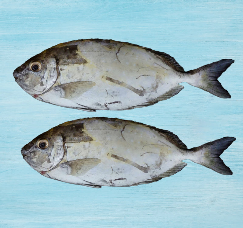 Fresh Safi Fish Medium Whole Cleaned 1 kg