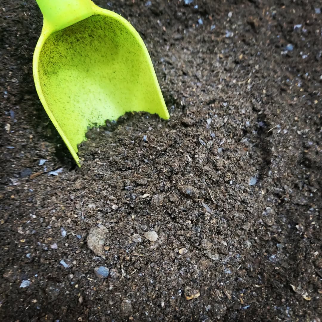 Ground Black Lime Shefs