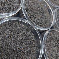 Khawaja Ibrahim seeds (Basil seeds) Shefs