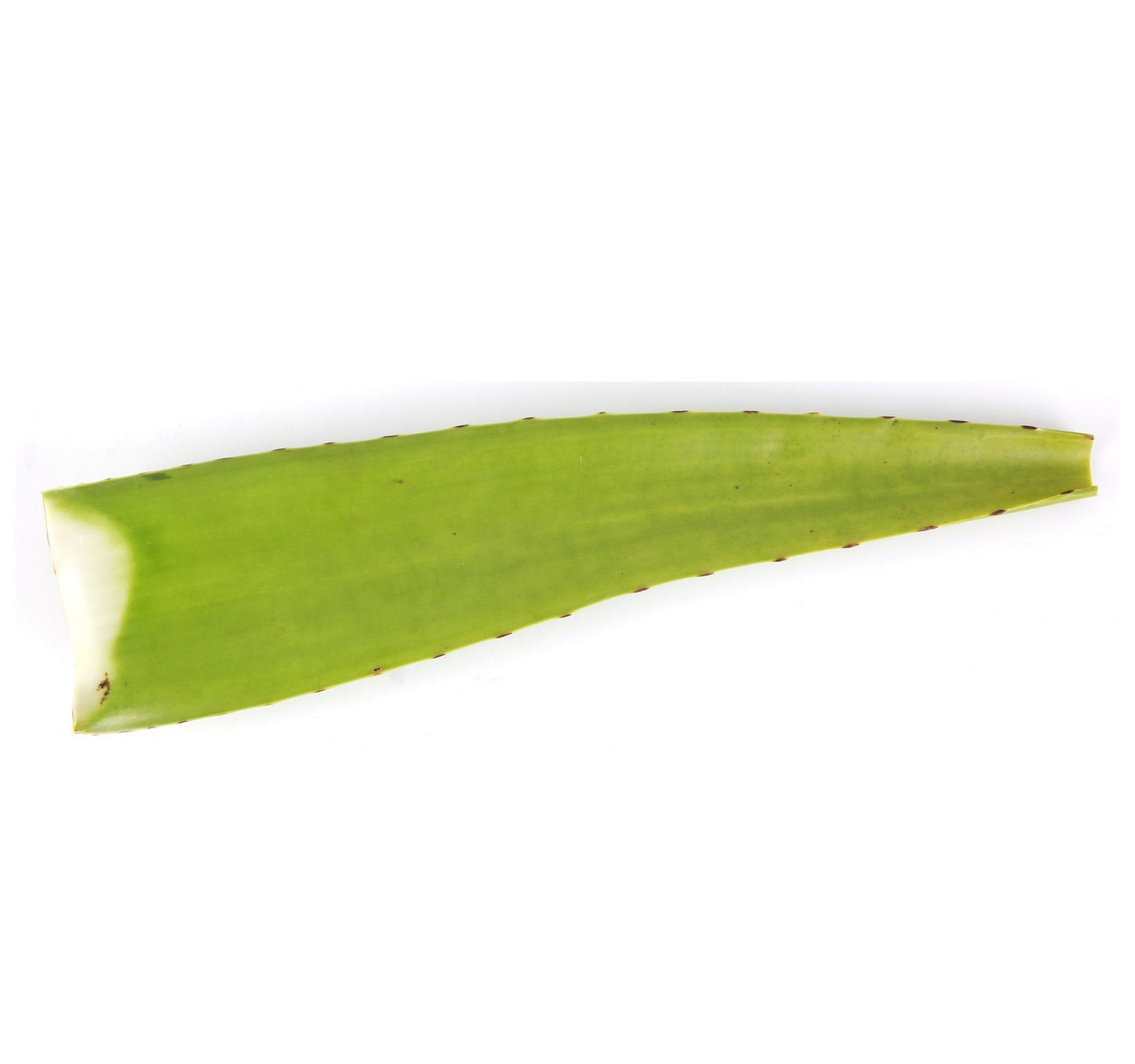 Aloe Vera Leaves Indonesia 1 pc Sultan Center