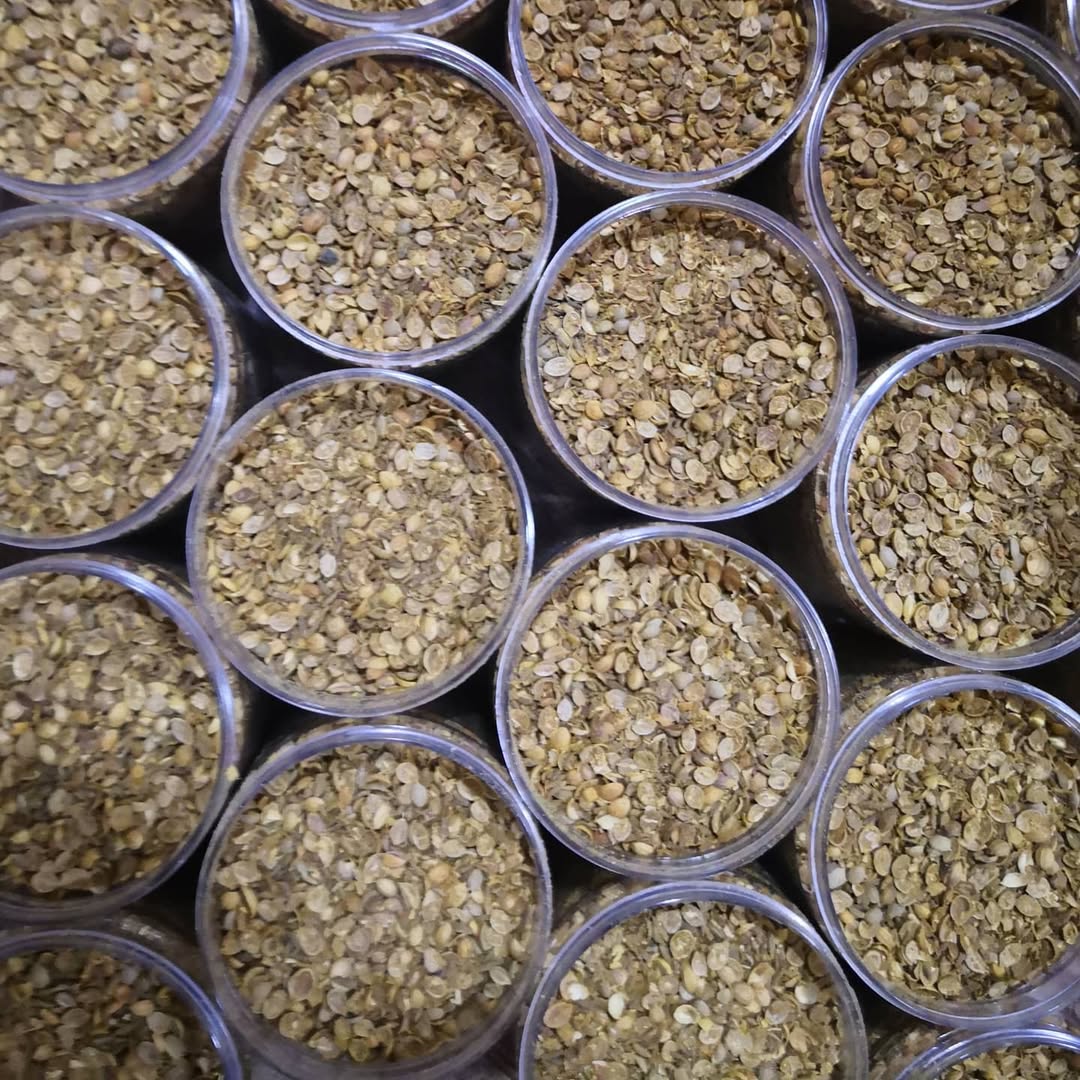 Ground cumin and coriander Shefs
