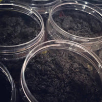 All Incense & Frankincense Shefs