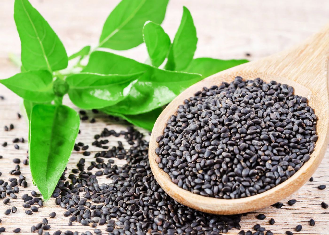 Basil Seeds Shefs