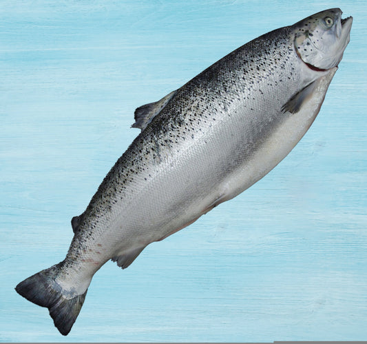 Norwegian Salmon Whole Superior 4.5 kg