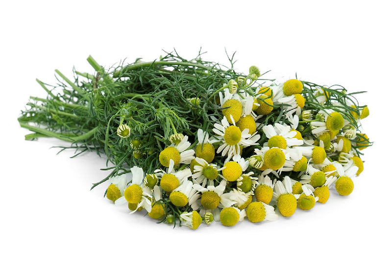 Chamomile Shefs