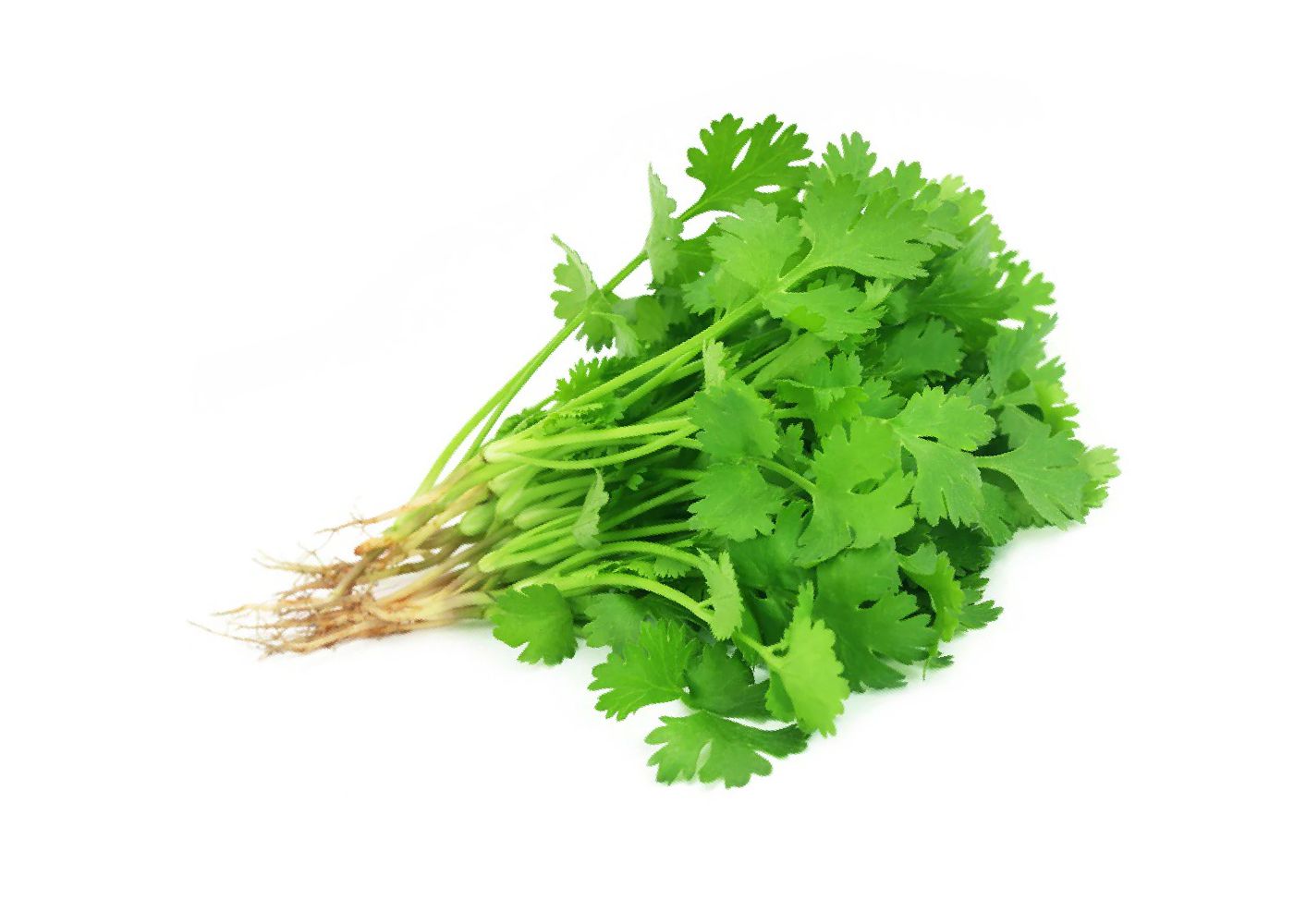 Coriander Leaves Shefs