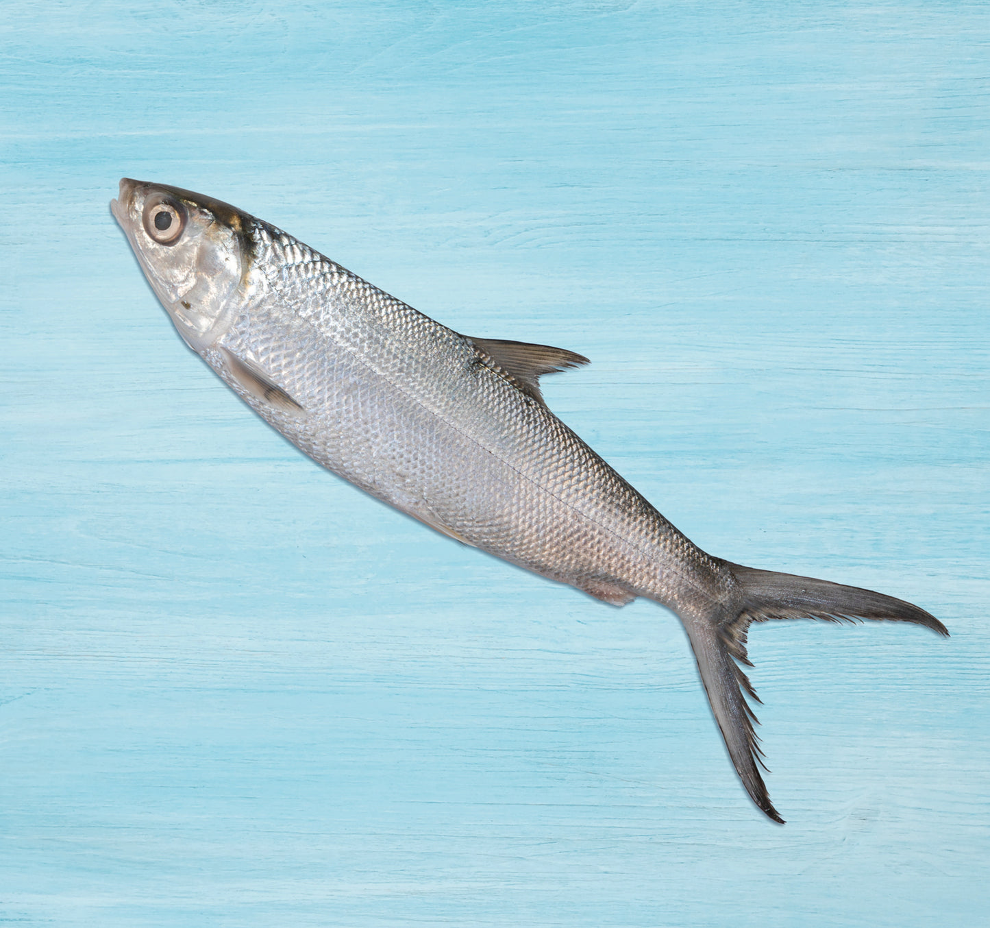 Fresh Milk Fish Whole Cleaned 1 kg