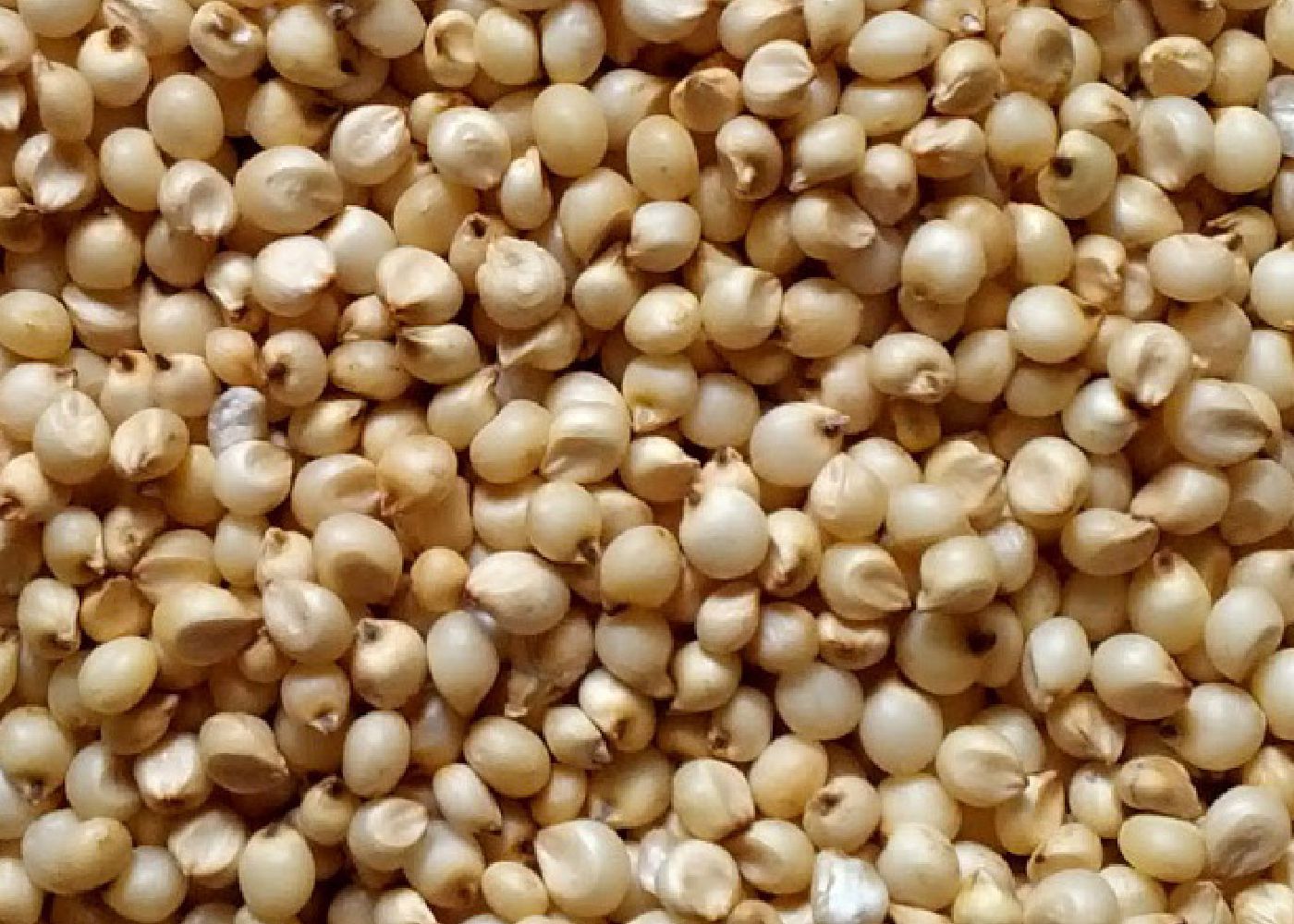 Jowar Shefs