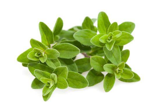 Marjoram Shefs