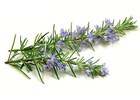 Rosemary Shefs