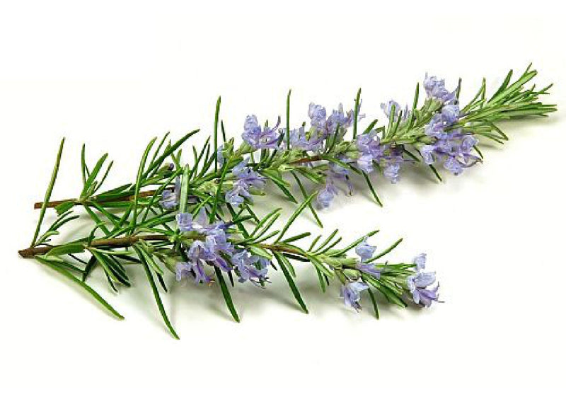 Rosemary Shefs