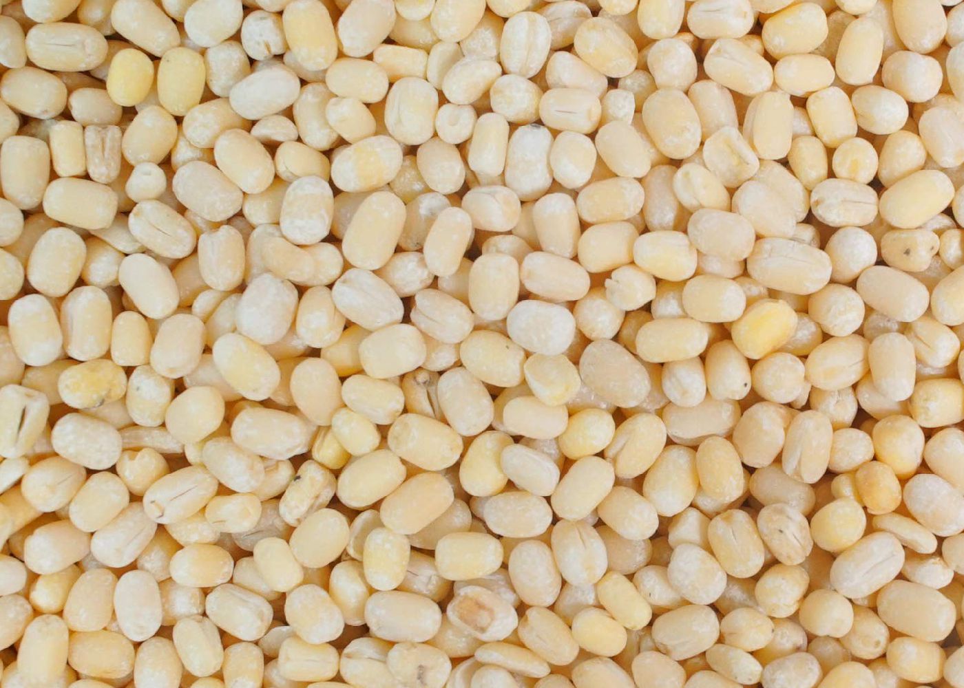 Urad White Dal Split Shefs